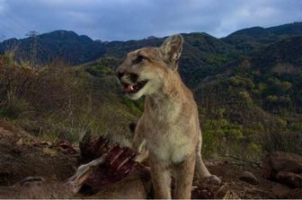 Uno dei cuccioli di P13 si gode un pasto all’alba sulle montagne di Santa Monica, nel 2014