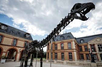 Scheletro di dinosauro venduto a 6 milioni in Francia