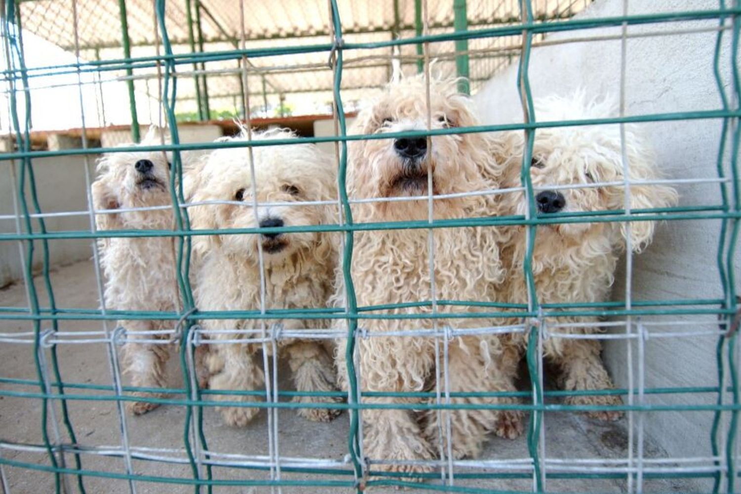 BARBONCINI BOLOGNESI SEQUESTRATI PER MALTRATTAMENTO