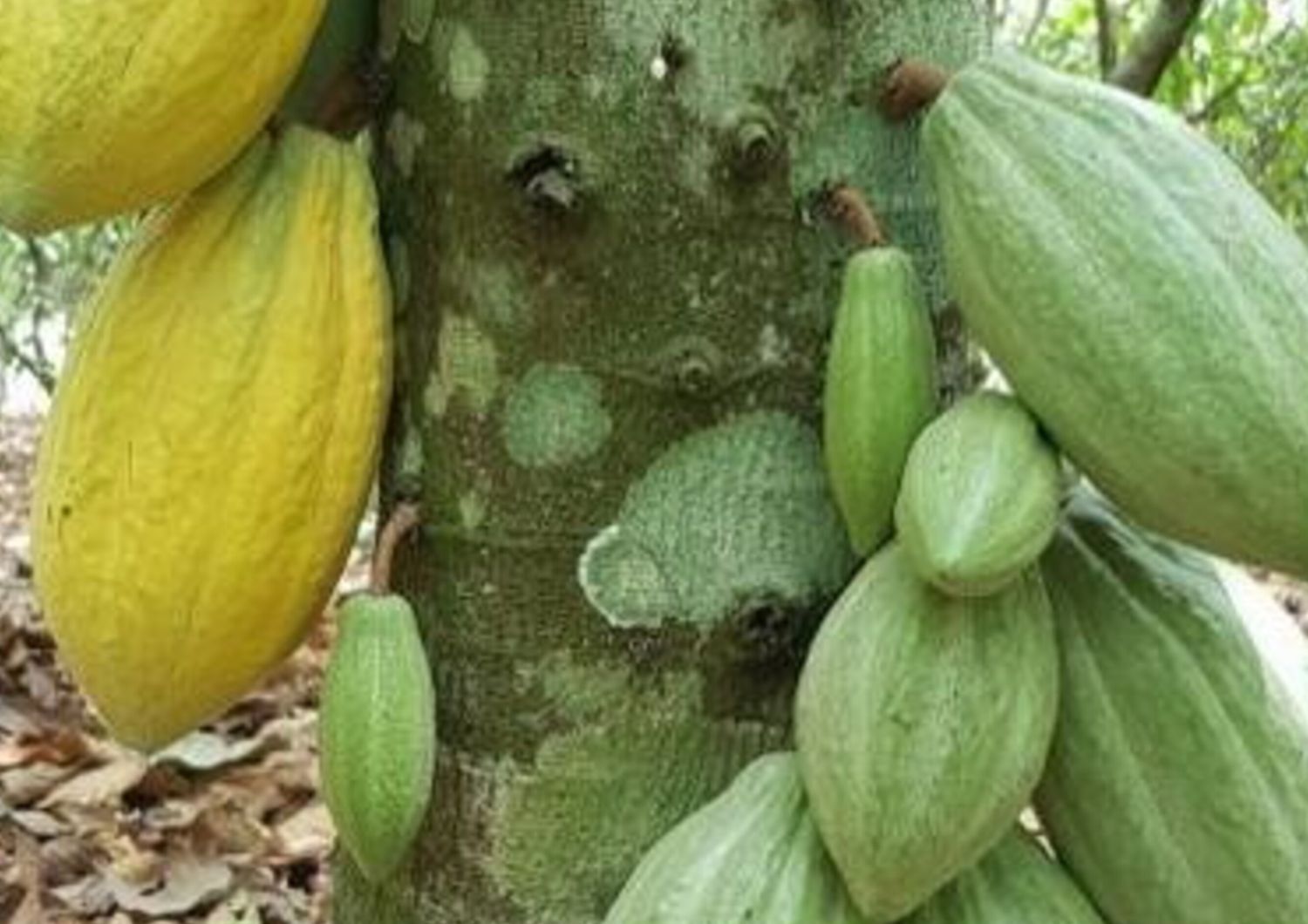 Create in Africa piantagioni di cacao che resistono al cambiamento del clima