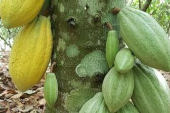 Create in Africa piantagioni di cacao che resistono al cambiamento del clima