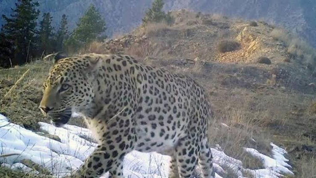 Il ritorno del leopardo dell'Anatolia