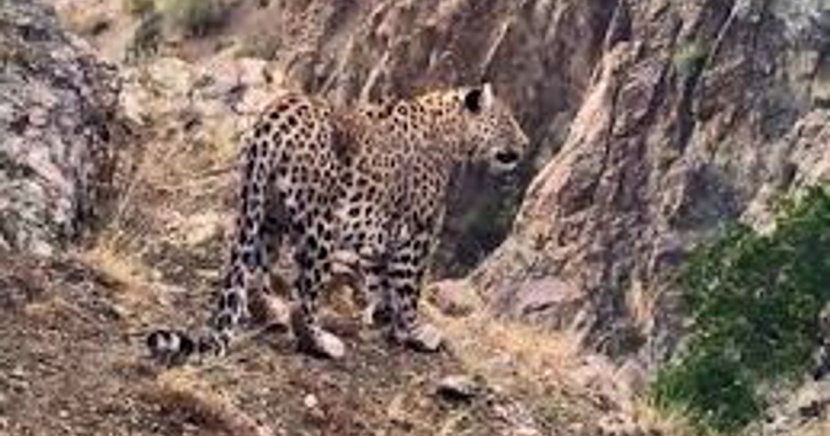 E' estinto, anzi no. Il ritorno del leopardo dell'Anatolia