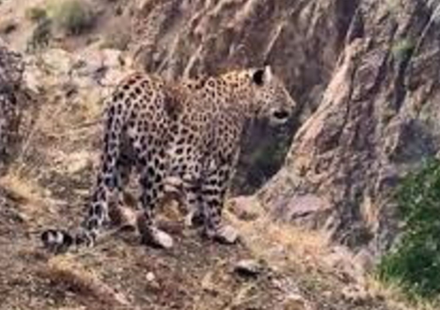 Il ritorno del leopardo dell'Anatolia