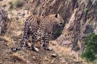 Il ritorno del leopardo dell'Anatolia