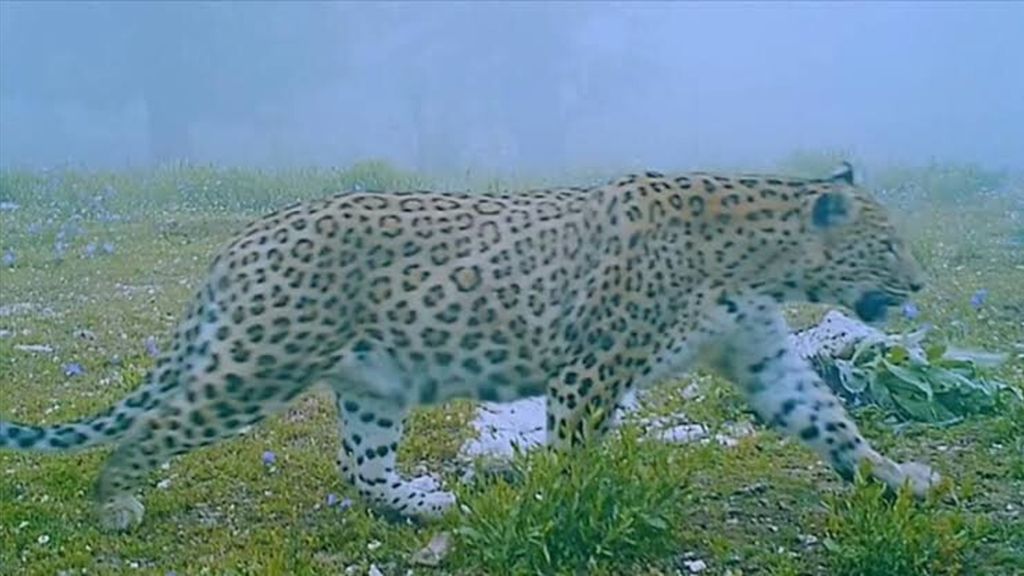 Il ritorno del leopardo dell'Anatolia