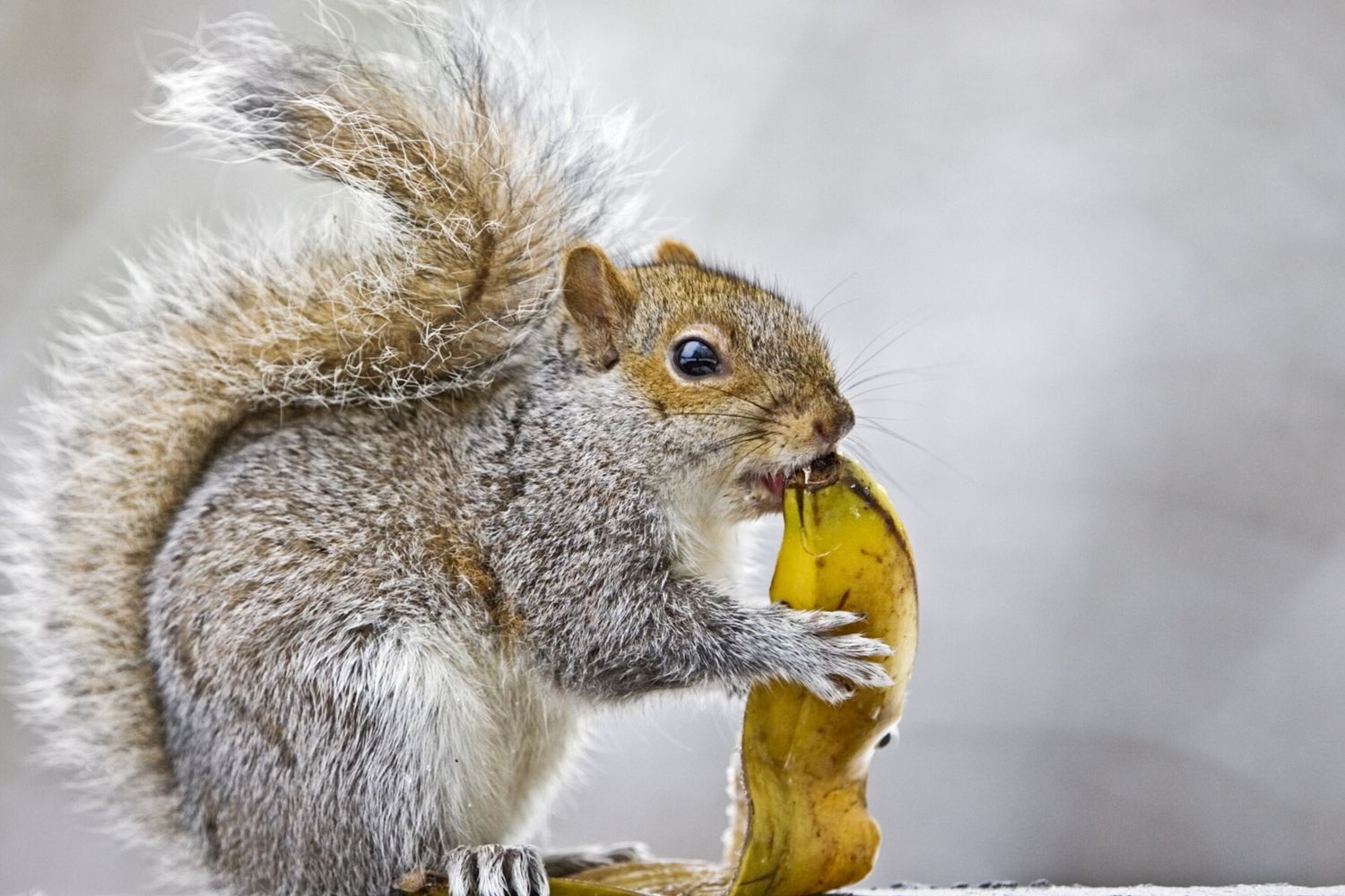 Scoiattolo grigio (Afp)