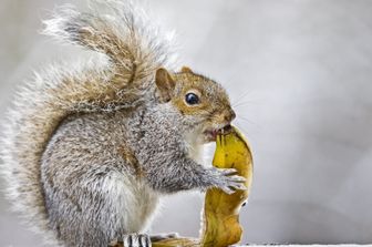 Scoiattolo grigio (Afp)