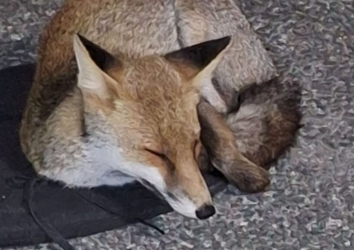 La volpe avvistata a Fonte Laurentina - Roma