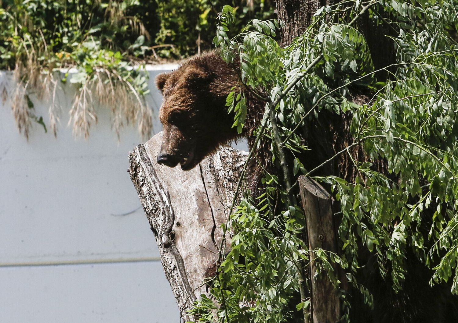 Orso in Alto Adige