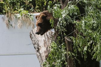 Orso in Alto Adige