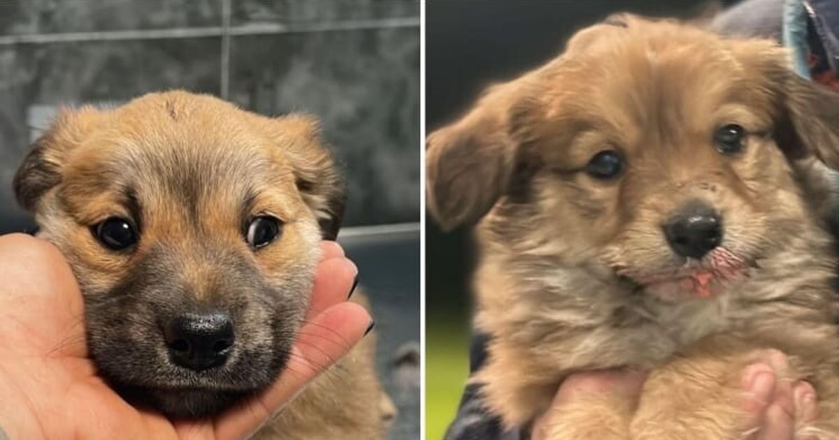 Rubati due cuccioli dal canile di Muratella a Roma. L