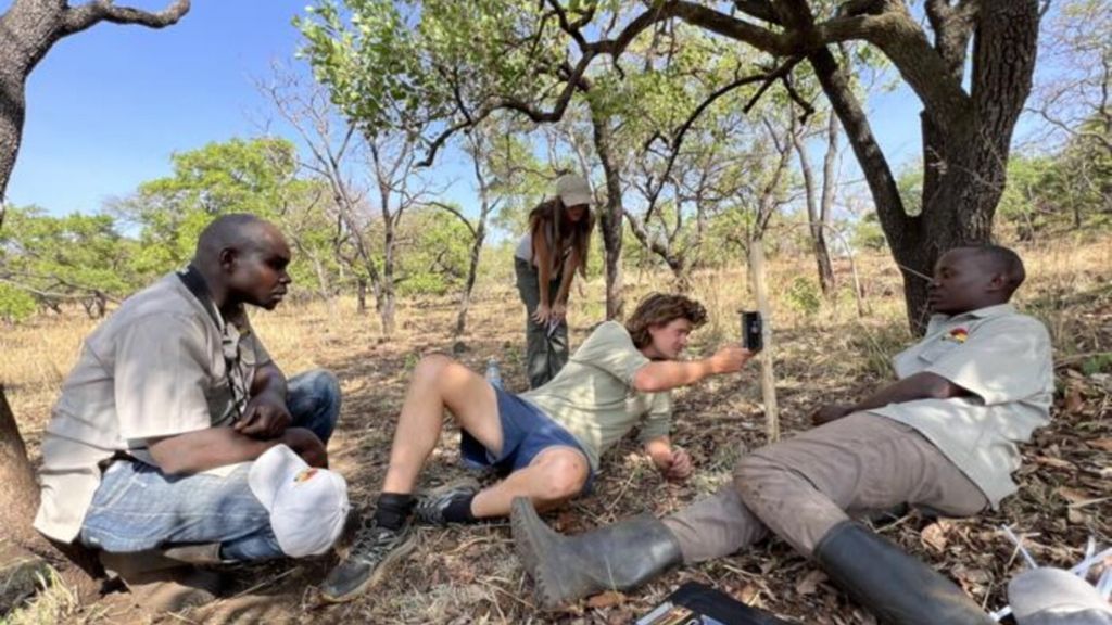 Drammatico calo dei leoni in Uganda