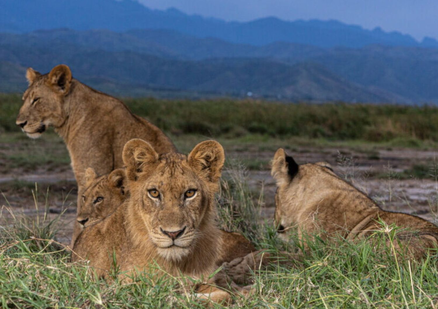 Drammatico calo dei leoni in Uganda