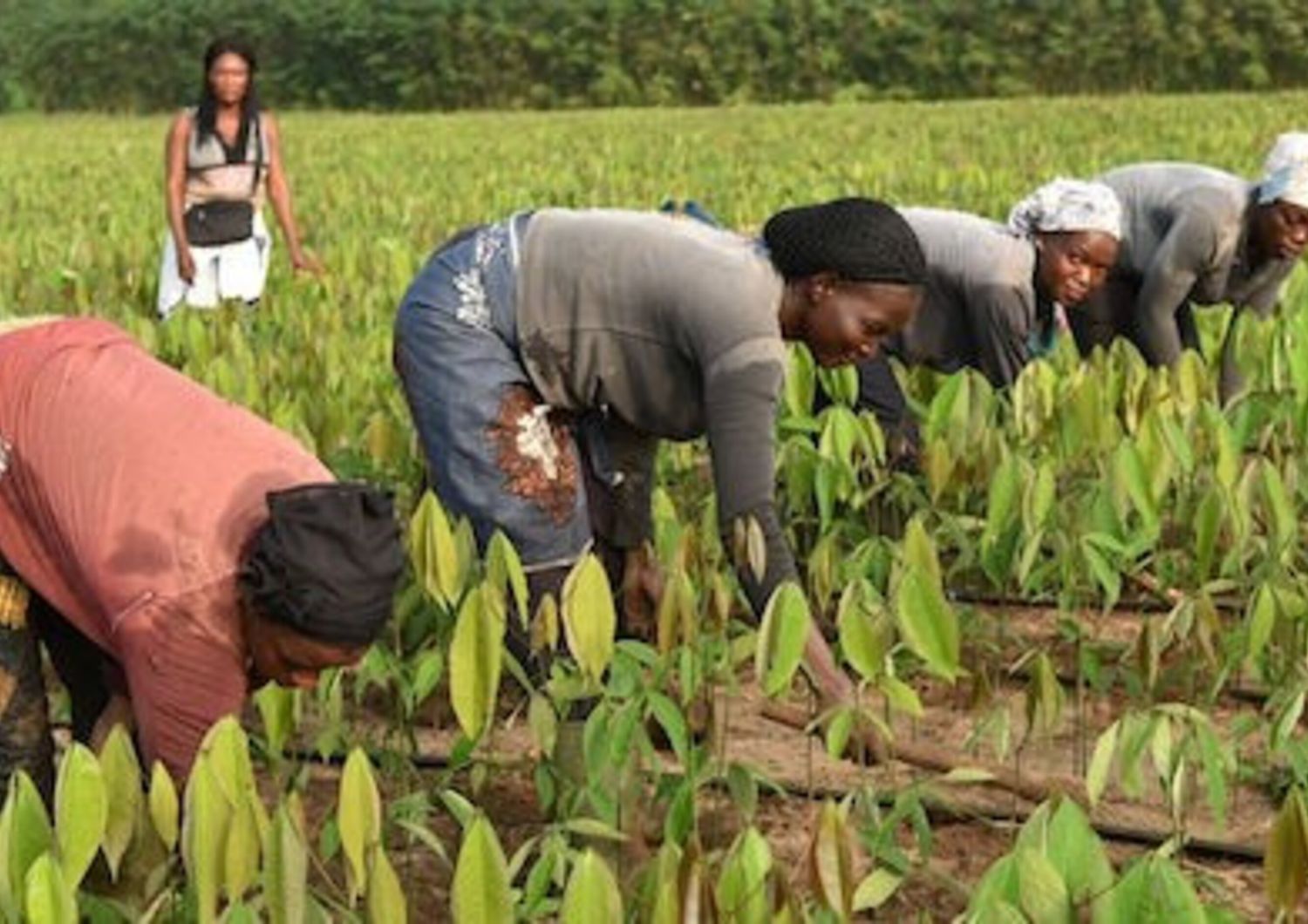 le made in italy au service de agriculture durable senegalaise