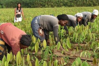 le made in italy au service de agriculture durable senegalaise