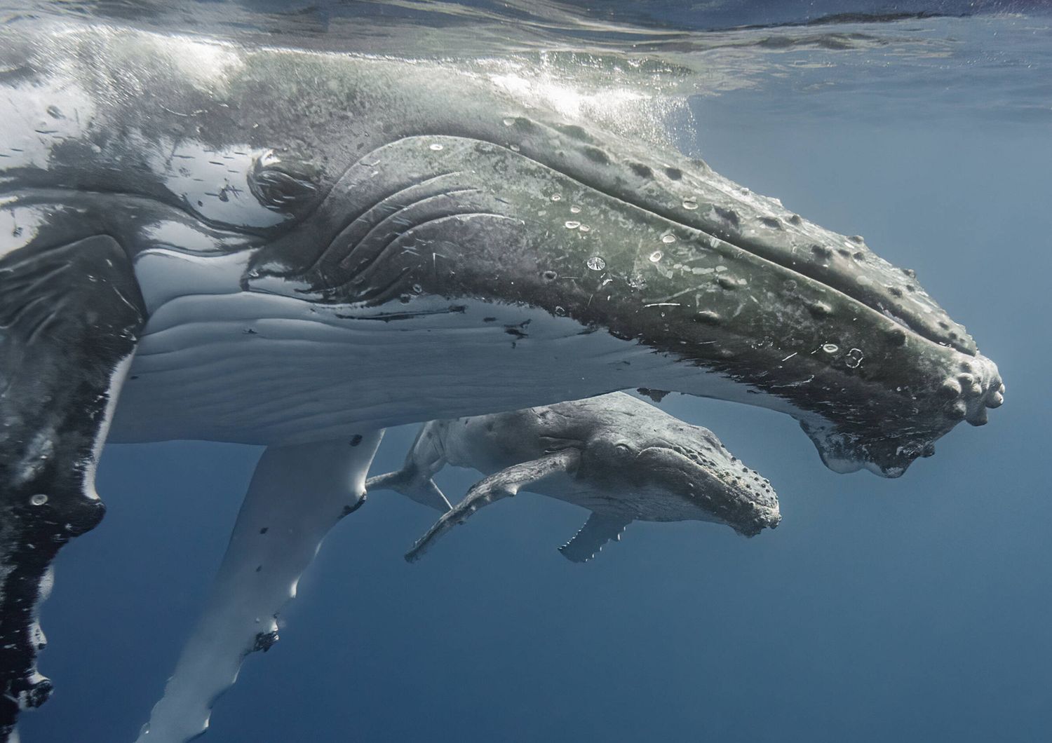 Non c'è pace per le balene. L'Islanda ne autorizza la caccia fino al 2029