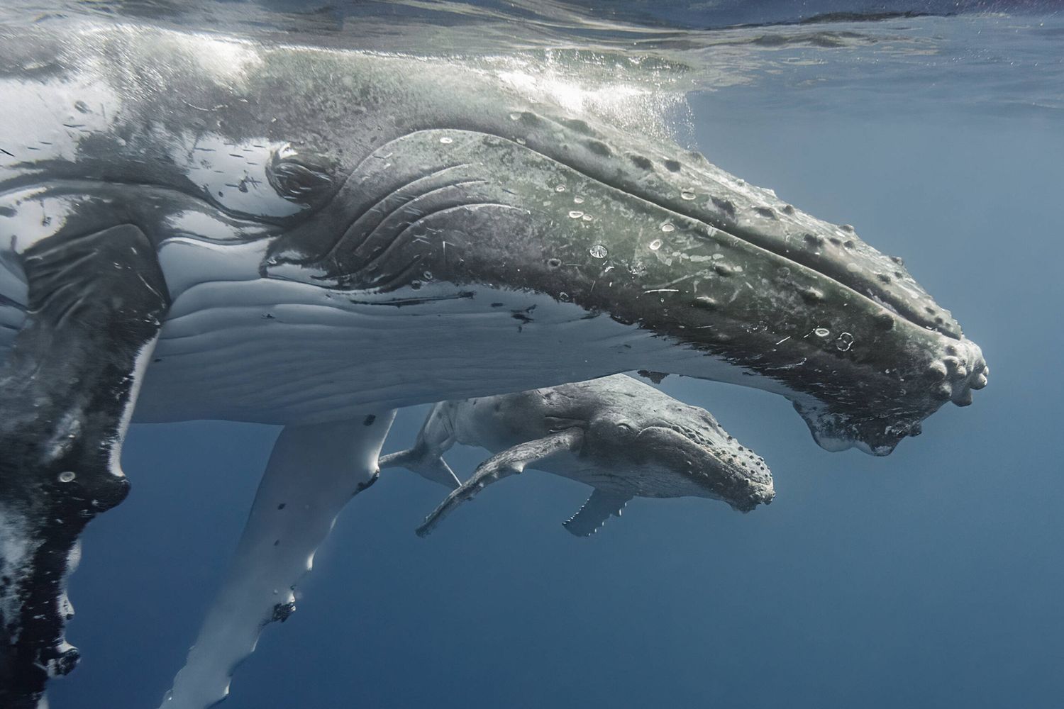 Non c'è pace per le balene. L'Islanda ne autorizza la caccia fino al 2029