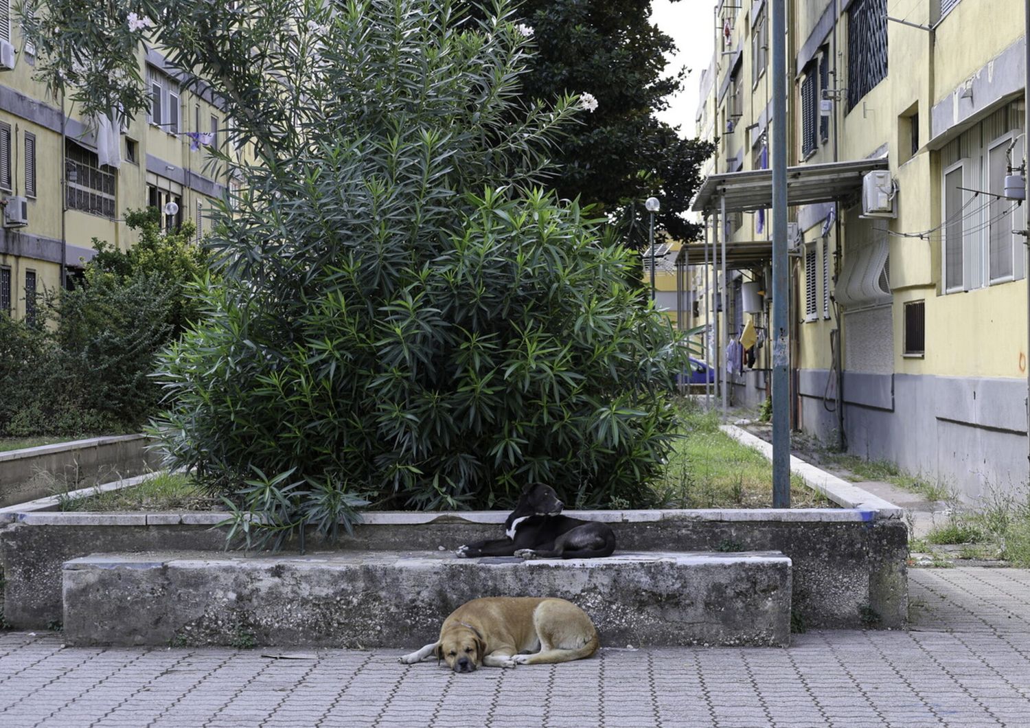 Il rione Parco Verde di Caivano&nbsp;