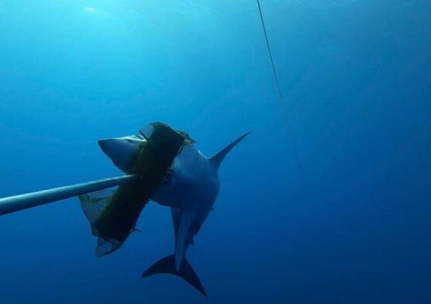 Tracciato per la prima volta uno ‘squalo mako’ nel Mediterraneo