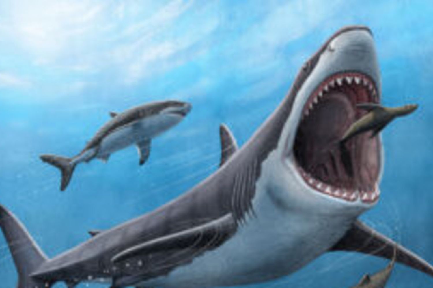 Squalo Megalodon&nbsp;