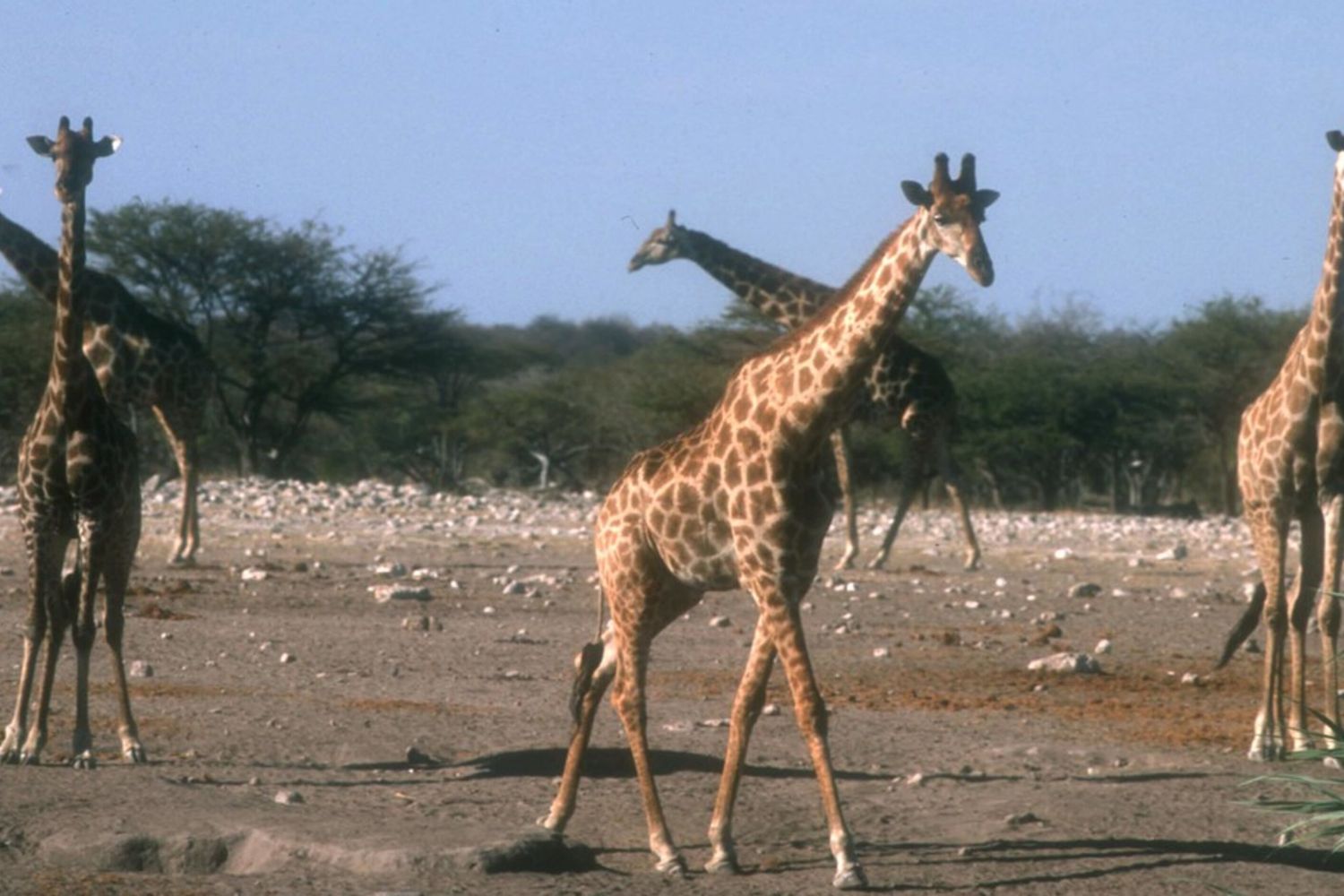 Le giraffe non amano i terreni con pendenze superiori al 20%