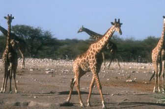 Le giraffe non amano i terreni con pendenze superiori al 20%