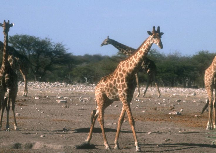 Le giraffe non amano i terreni con pendenze superiori al 20%