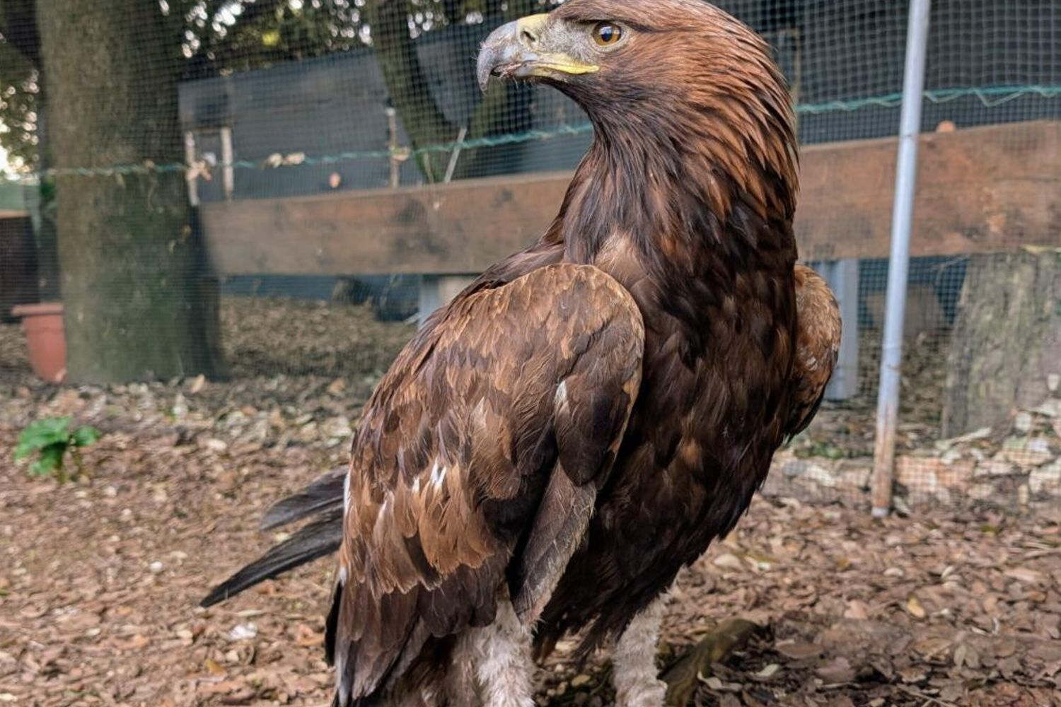 Aquila reale
