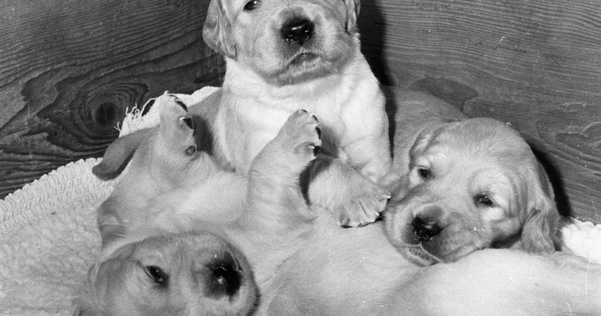 Getta due cuccioli in un torrente nel salernitano, un uomo ne salva uno