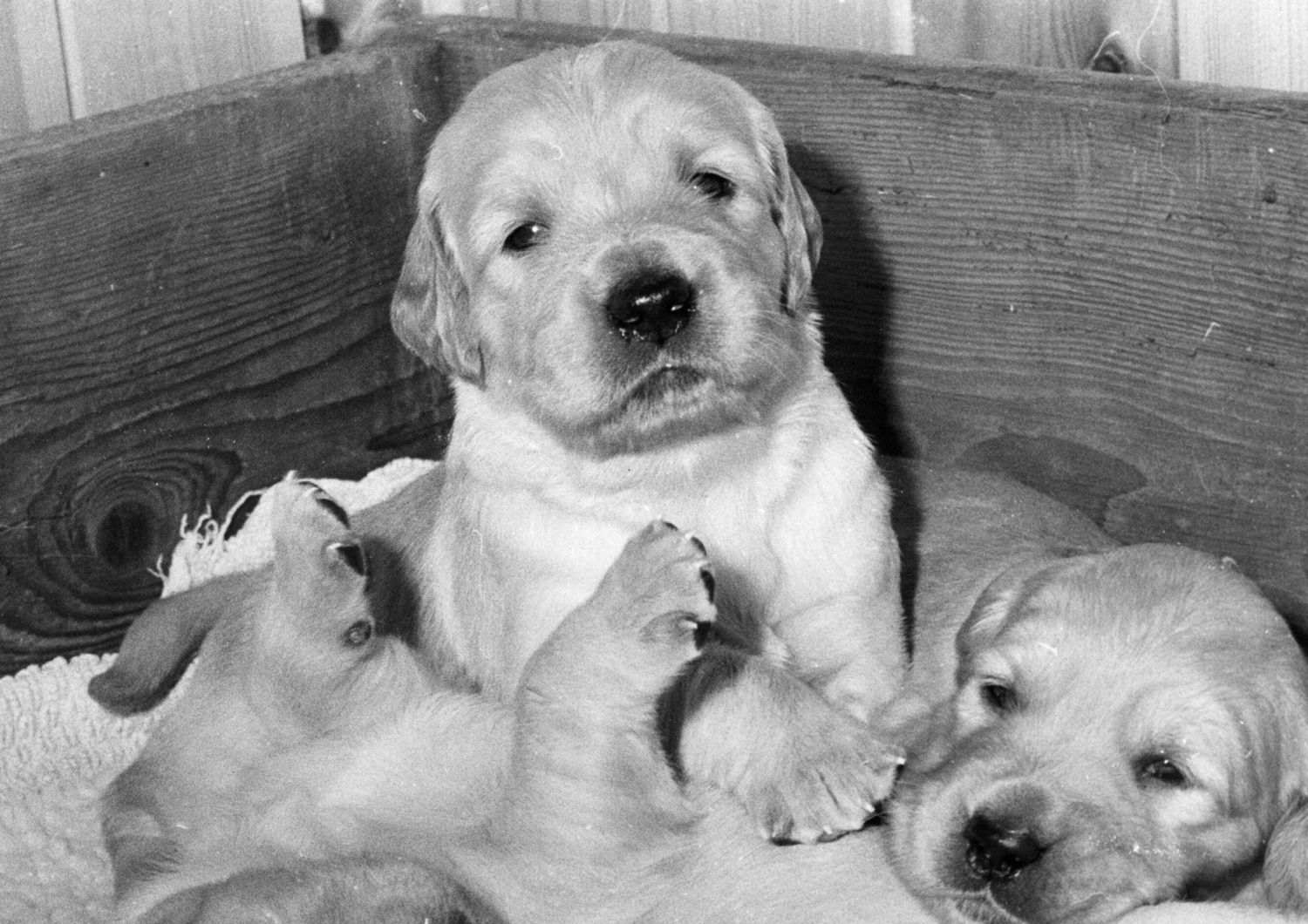 getta cuccioli nel torrente uomo ne salva uno