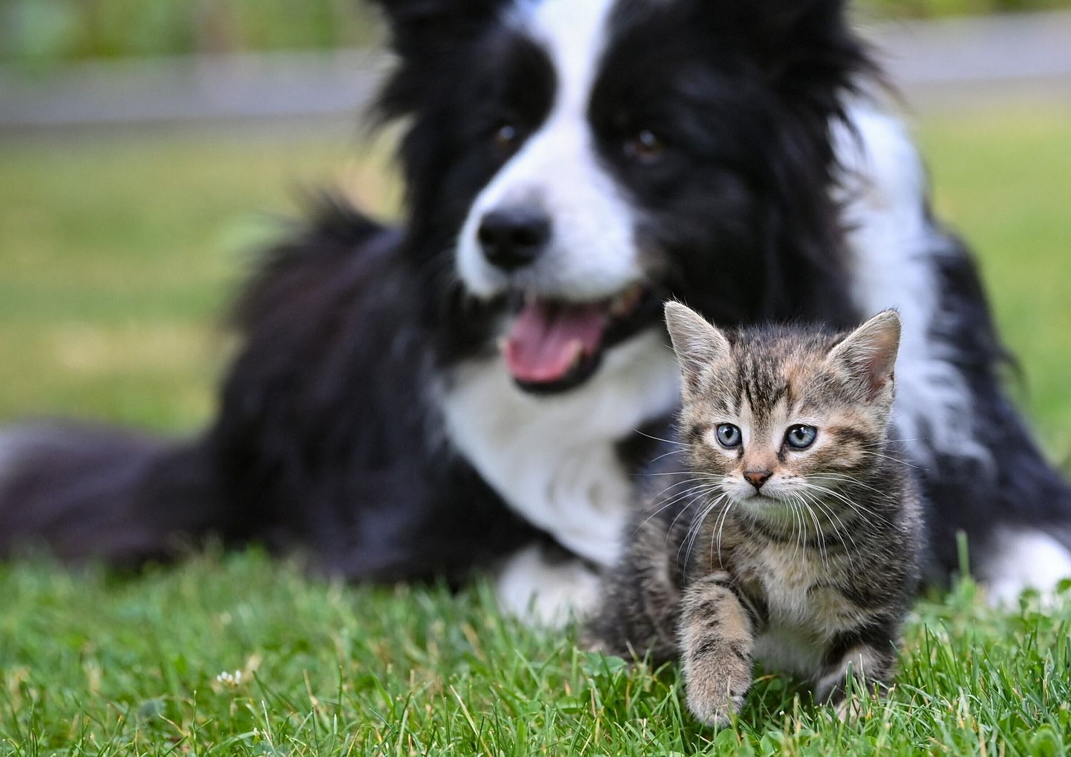 Cane e gatto