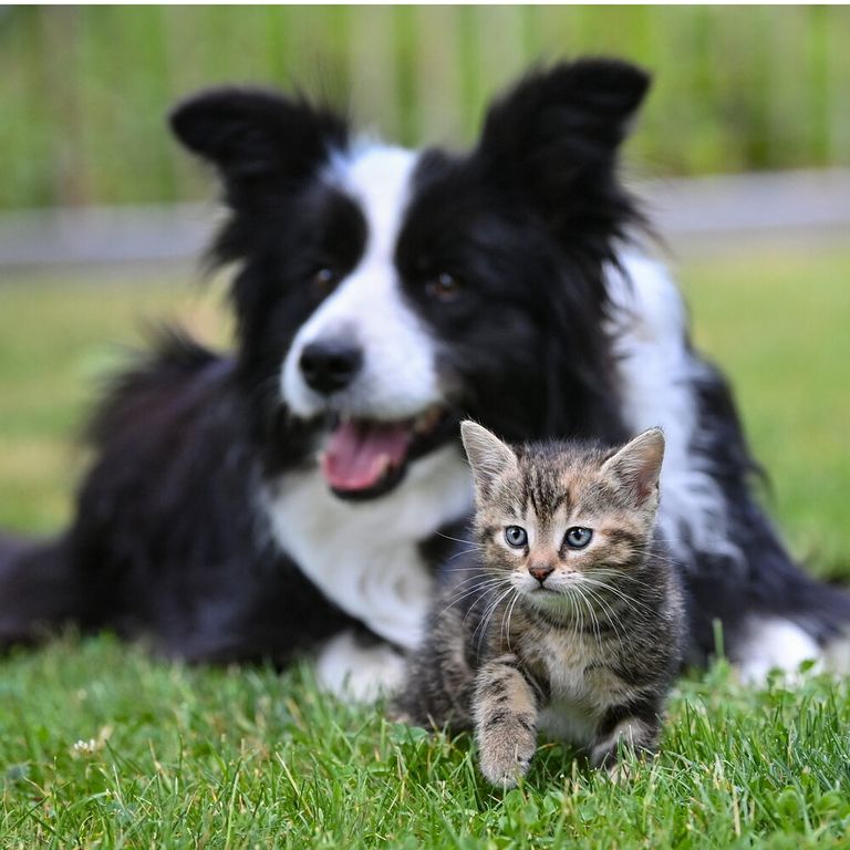 Cane e gatto