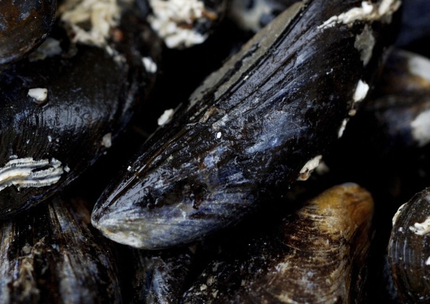 Cozze