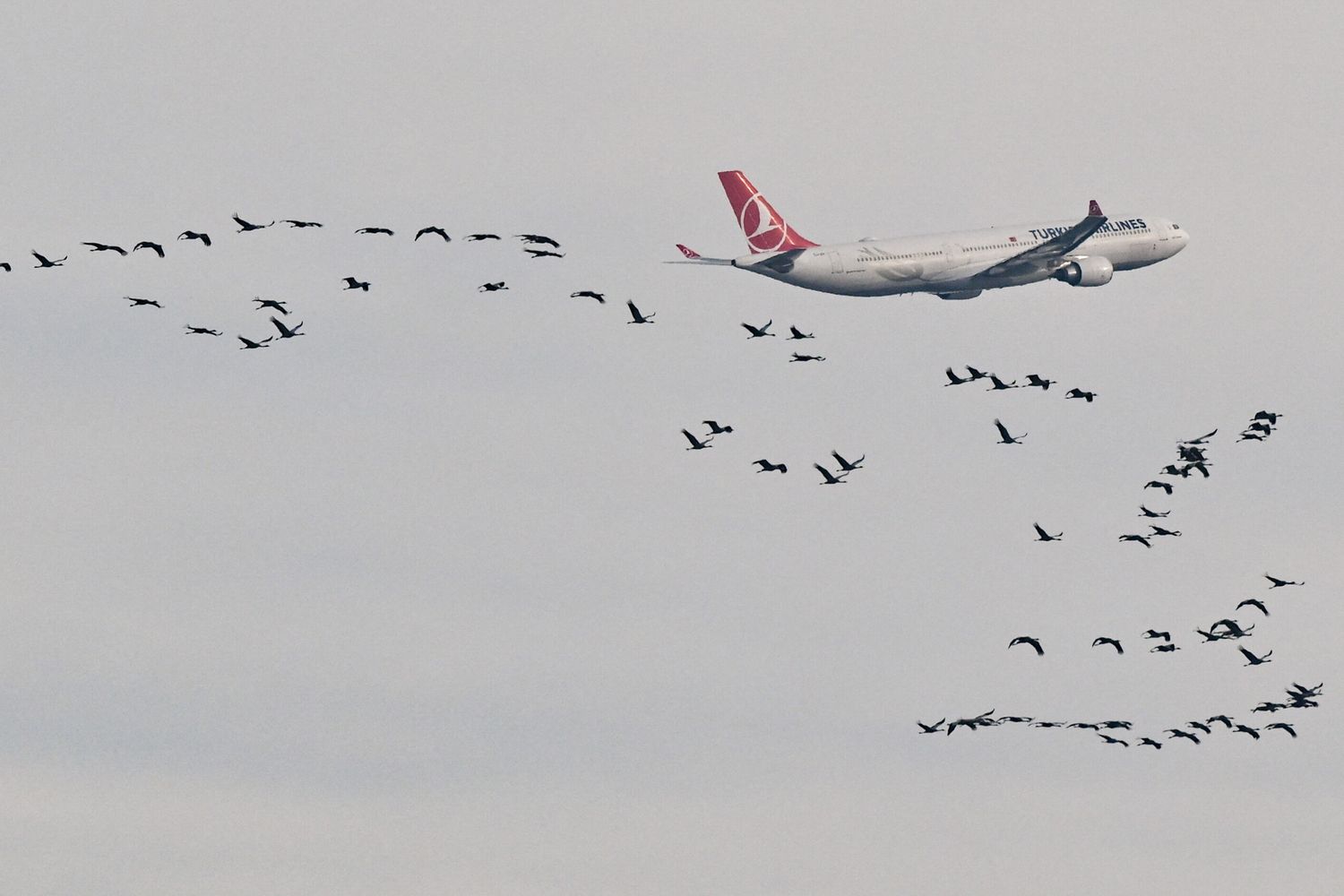 In 34 anni gli uccelli hanno abbattuto 250 aerei