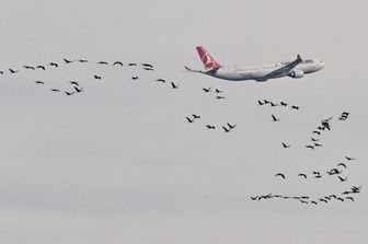 In 34 anni gli uccelli hanno abbattuto 250 aerei