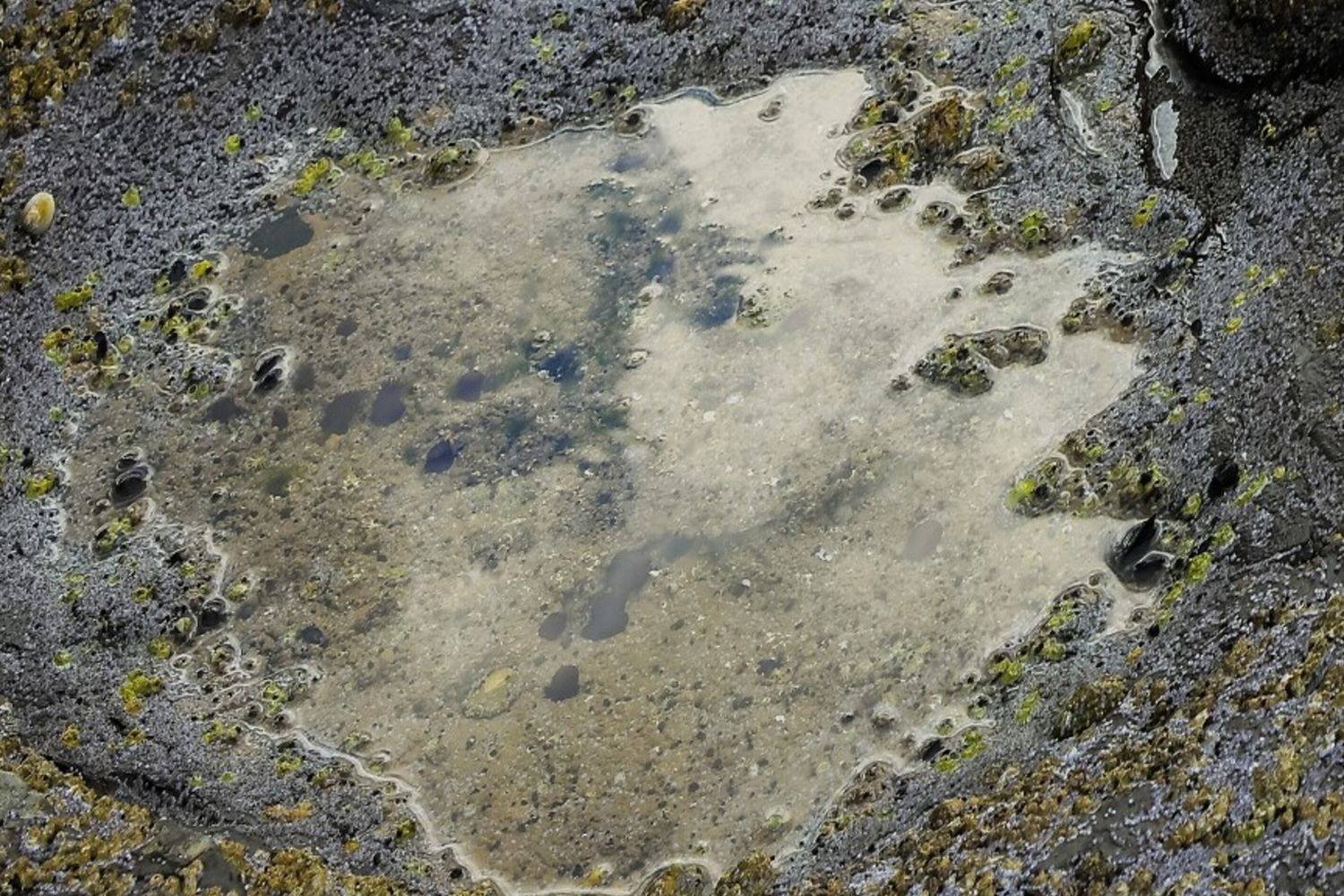 impronte di dinosauro