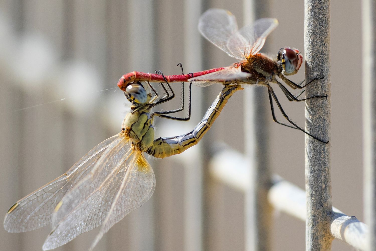 Un quarto degli animali d'acqua dolce rischia l'estinzione