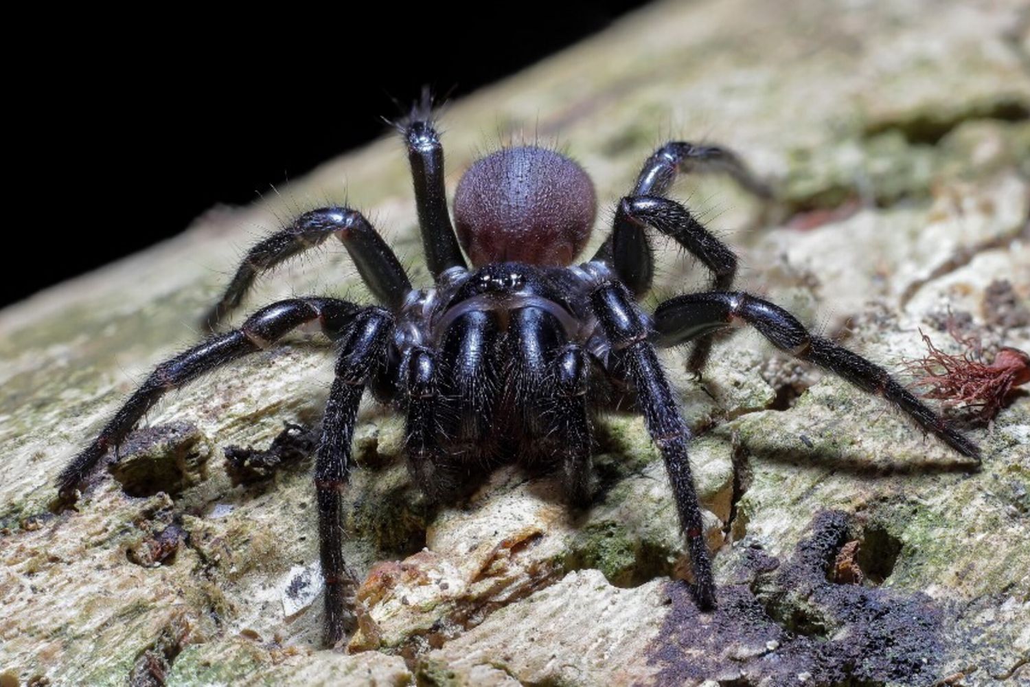 Ragno ragnatela a imbuto