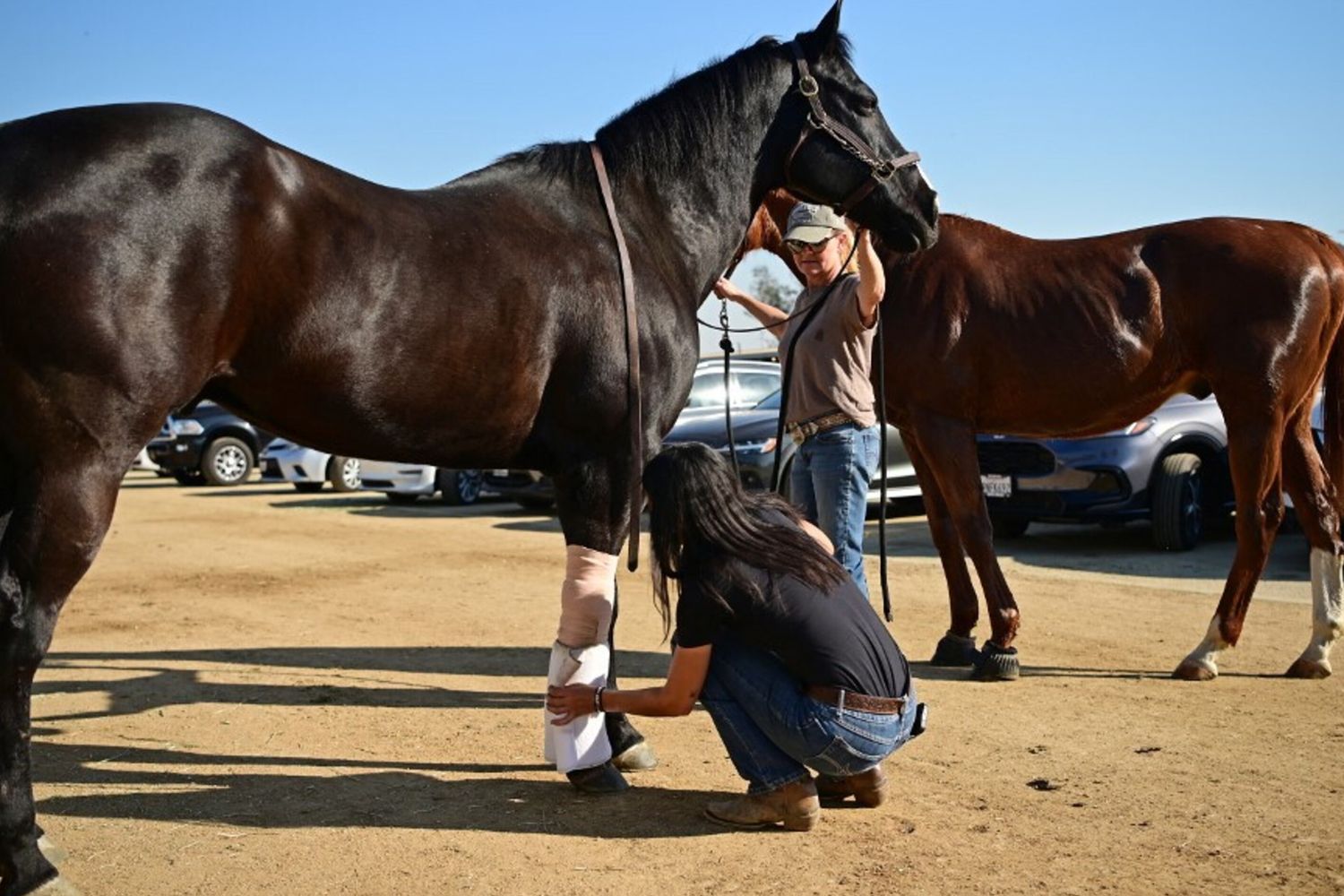 Cavalli in salvo a Los Angeles