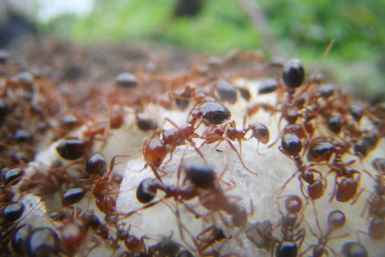 Anche le formiche possono serbare rancore