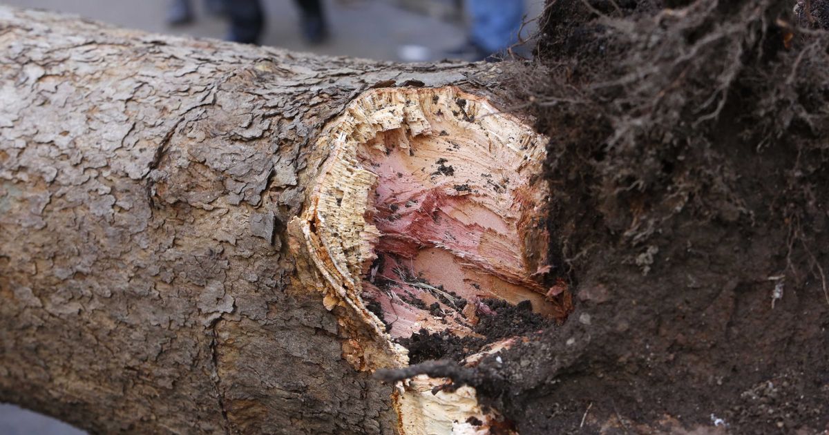 Operaio muore schiacciato da un albero caduto per il forte vento