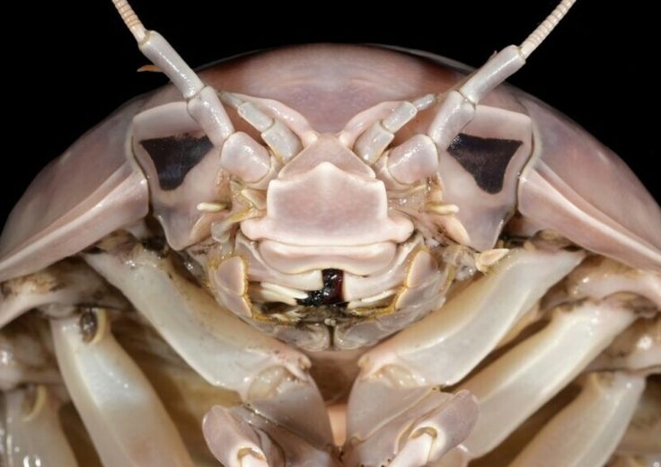 scoperta nuova specie insetto marino gigante