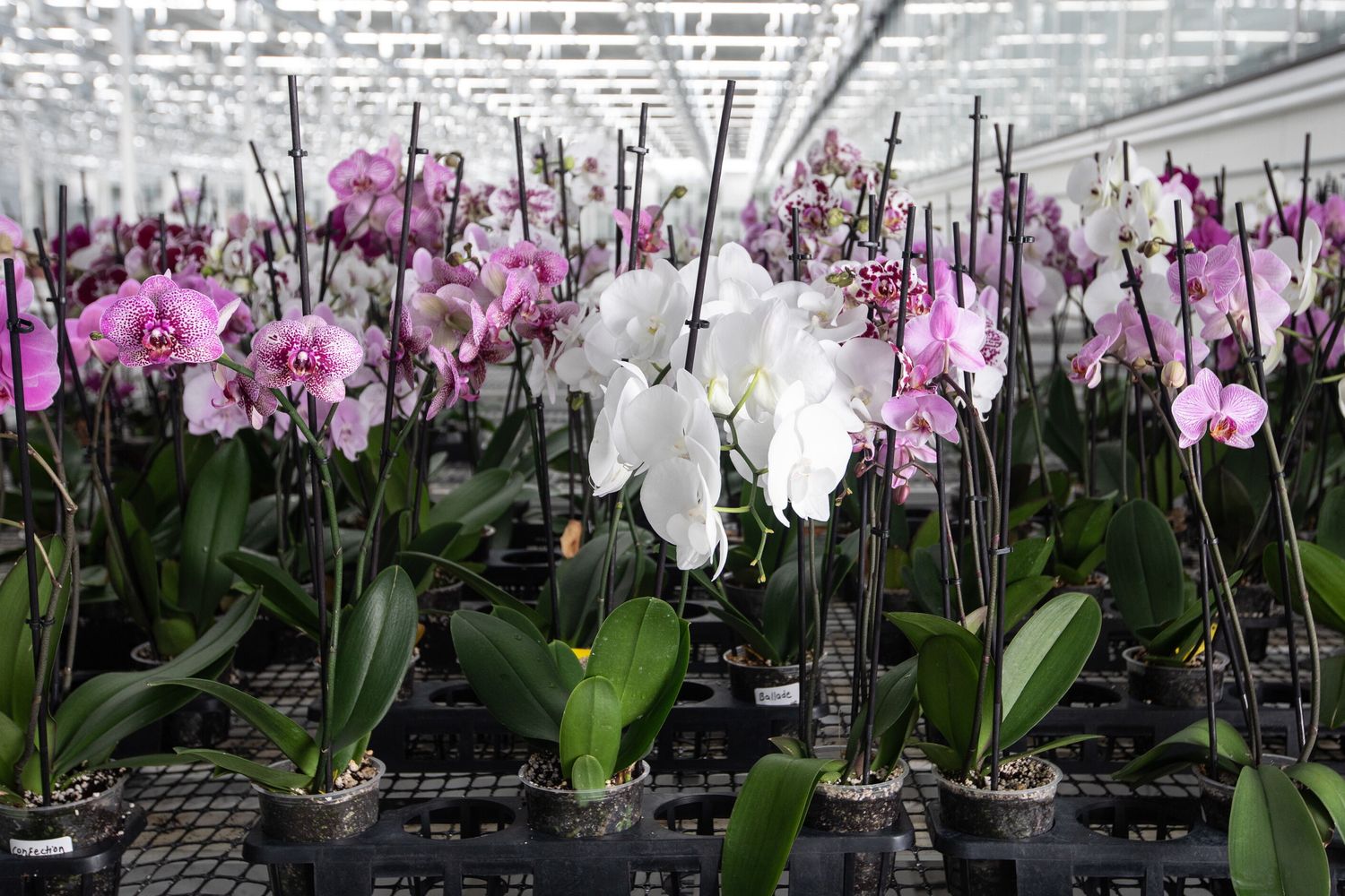 Dai serpenti ai microbi, perché è rischioso importare piante ornamentali