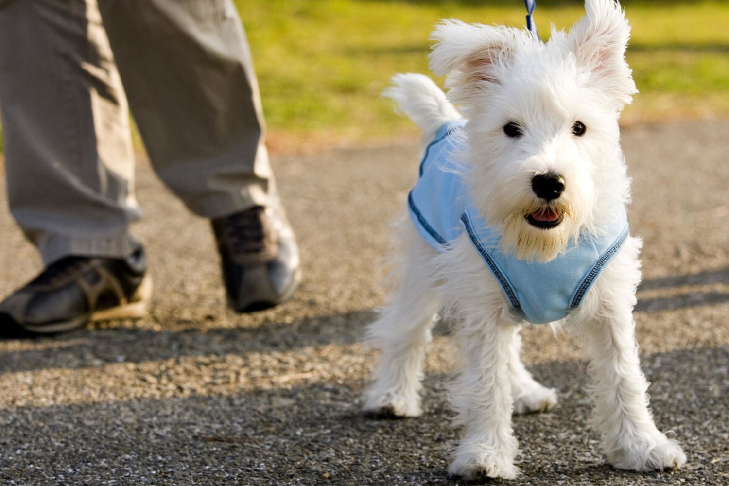 &nbsp;Un cane al guinzaglio