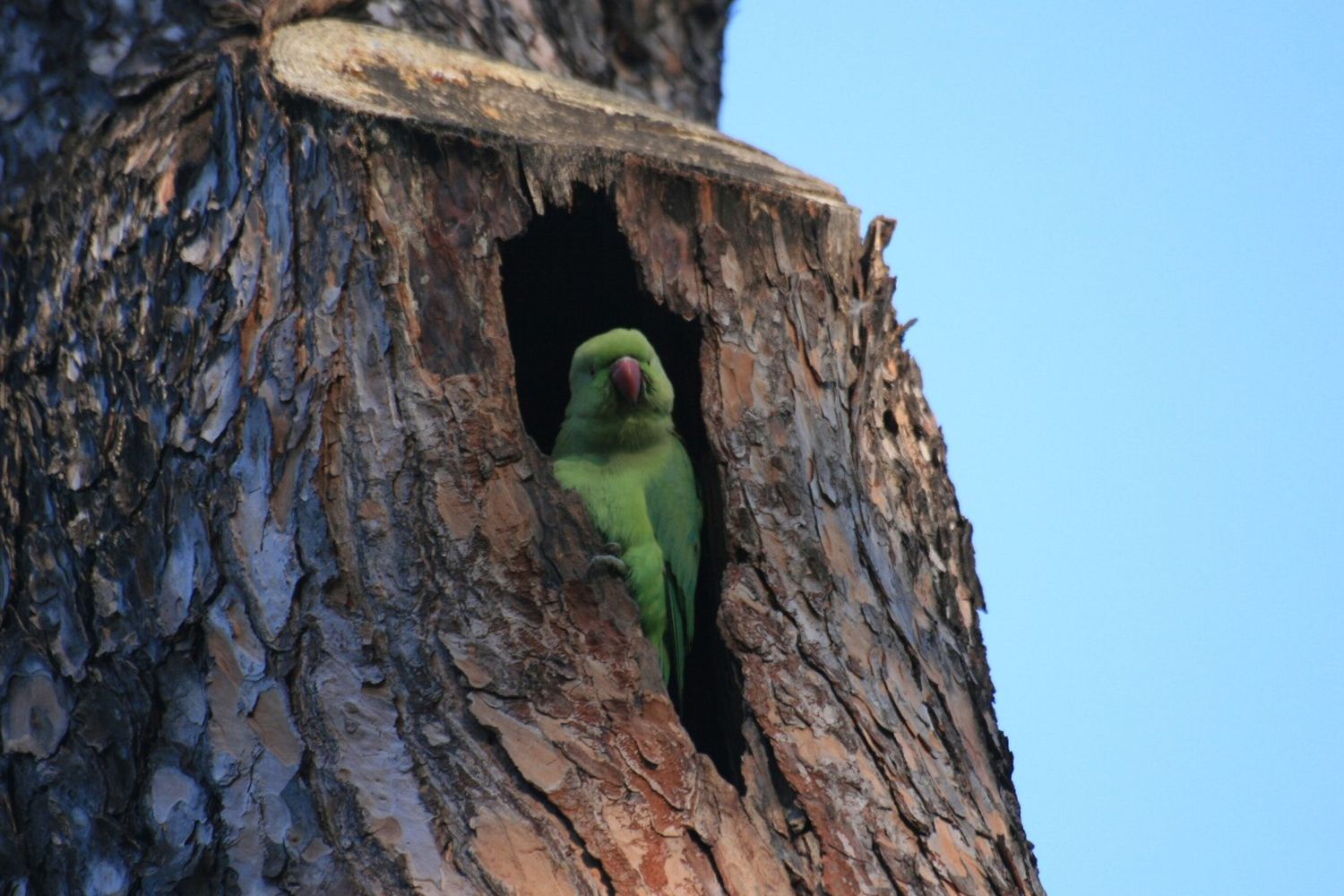parrocchetto dal collare a Villa Borghese