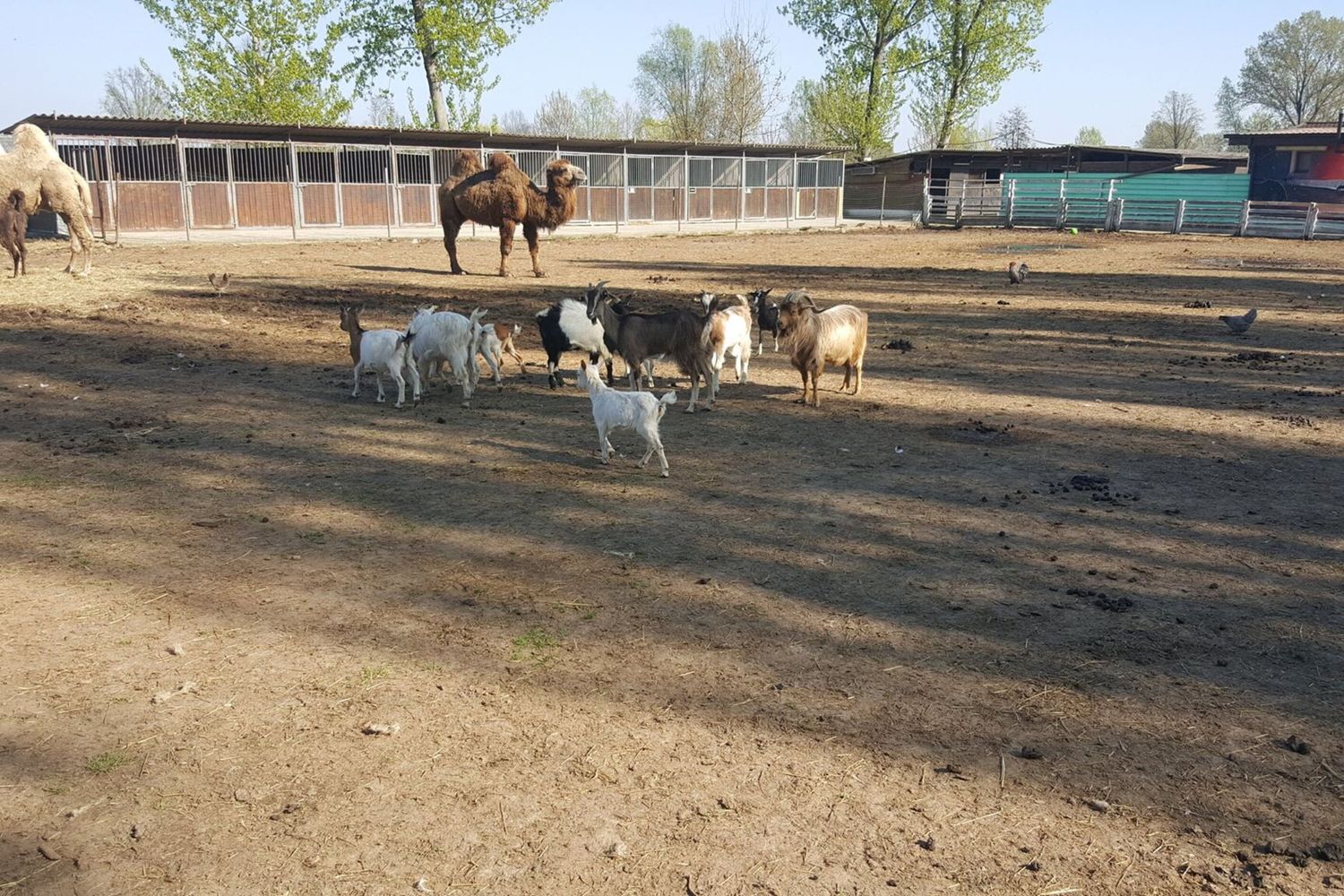Asilo 'contro' zoo, la battaglia del fondatore della Fazenda Cristodaro finisce alla Corte europea dei diritti dell'uomo