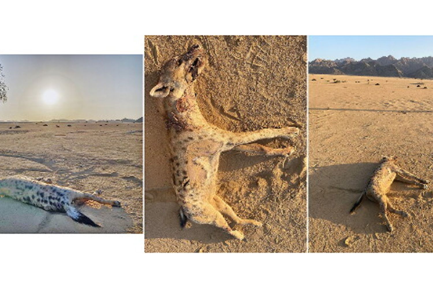 Il cambiamento climatico ha riportato le iene in Egitto dopo 5000 anni