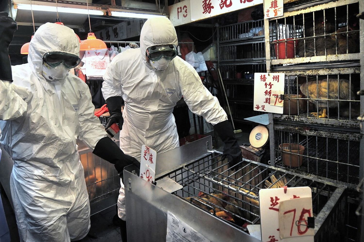 Influenza aviaria in Inghilterra, c'è un caso di contagio umano