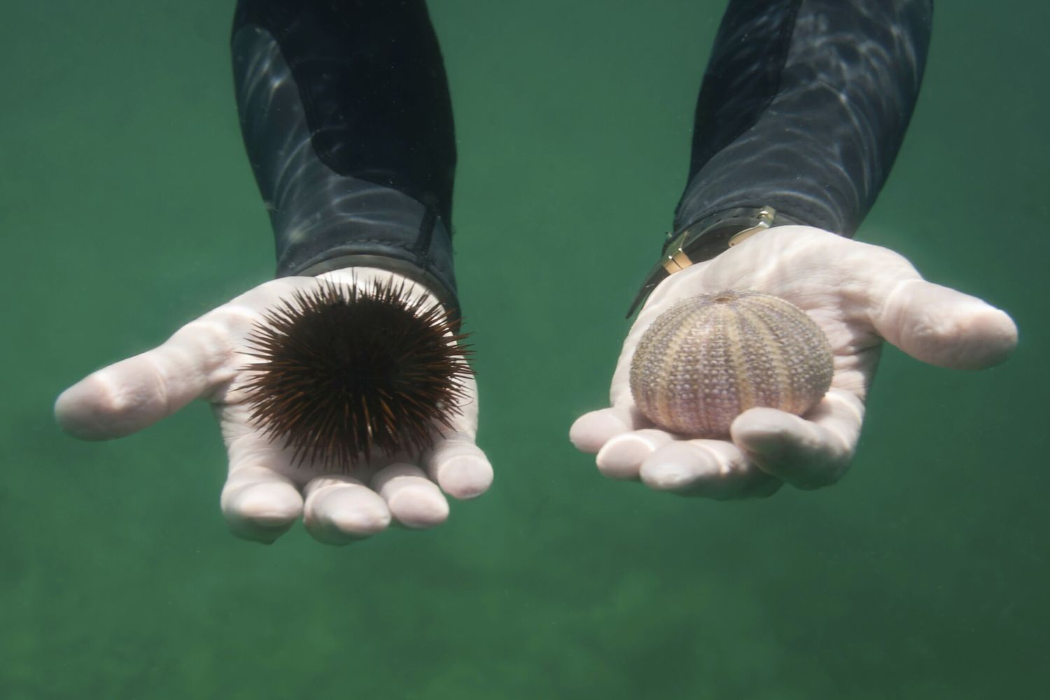 Il killer dei ricci del Mar Rosso si è ora diffuso nell’Oceano Indiano
